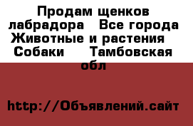 Продам щенков лабрадора - Все города Животные и растения » Собаки   . Тамбовская обл.